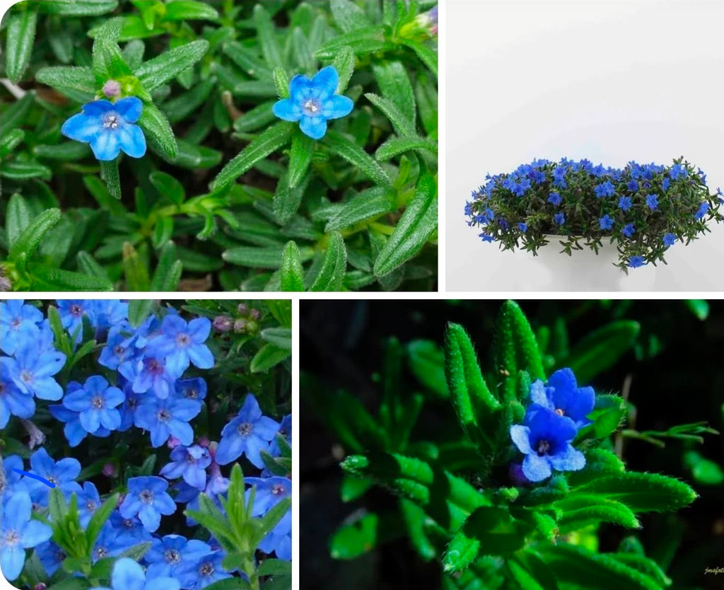 Pendientes Lithodora Blue