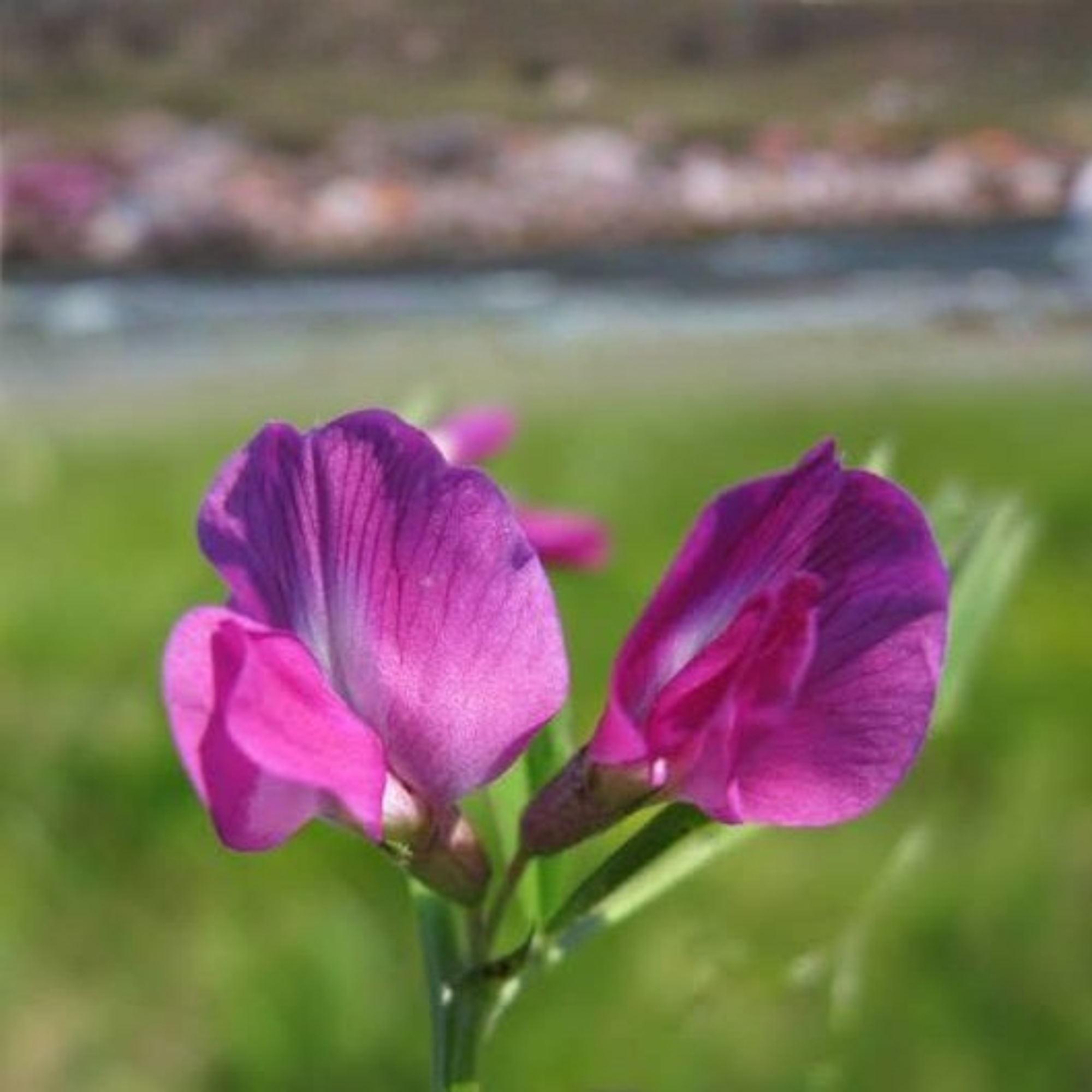 Pendientes Alba Silvestre
